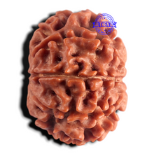 Load image into Gallery viewer, 8 Mukhi Nepalese Rudraksha - Bead No. 477

