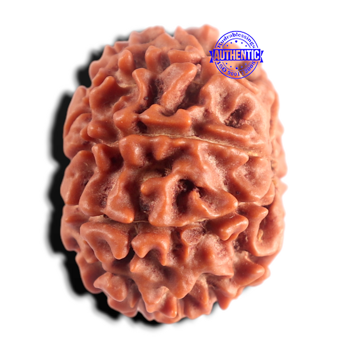 8 Mukhi Nepalese Rudraksha - Bead No. 477