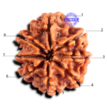 Load image into Gallery viewer, 8 Mukhi Nepalese Rudraksha - Bead No. 478
