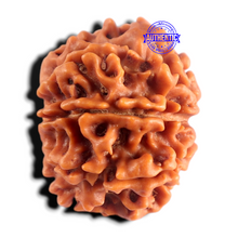 Load image into Gallery viewer, 8 Mukhi Nepalese Rudraksha - Bead No. 478
