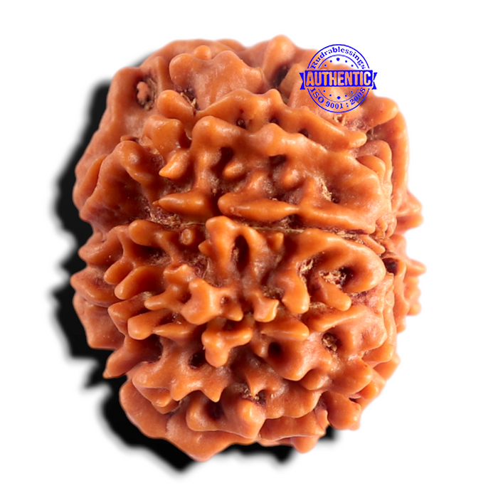 8 Mukhi Nepalese Rudraksha - Bead No. 478