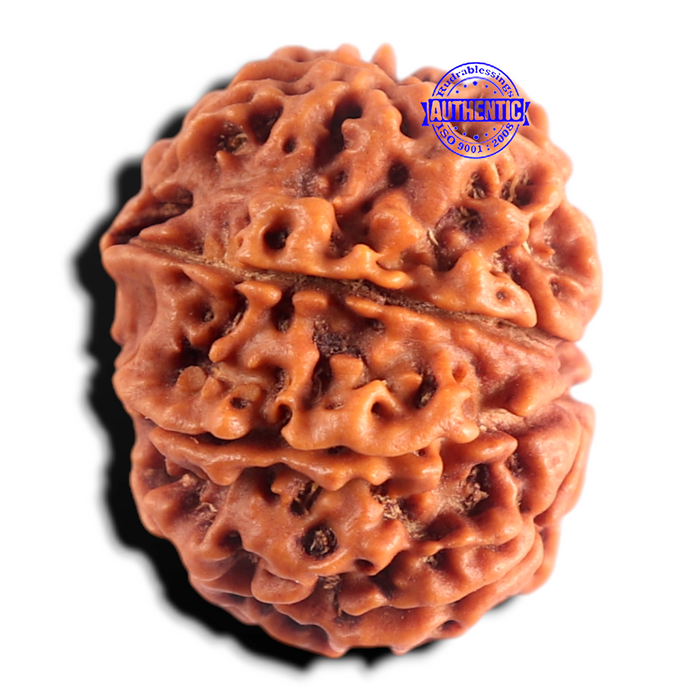 8 Mukhi Nepalese Rudraksha - Bead No. 480