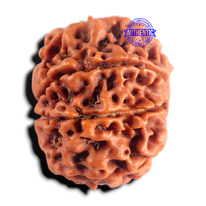 8 Mukhi Nepalese Rudraksha - Bead No. 480