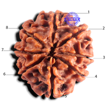 Load image into Gallery viewer, 8 Mukhi Nepalese Rudraksha - Bead No. 481
