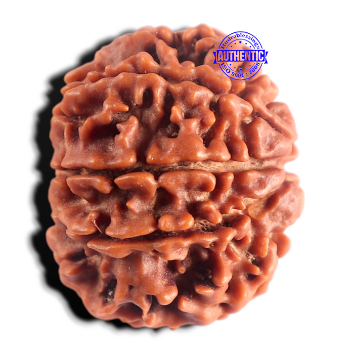 8 Mukhi Nepalese Rudraksha - Bead No. 481