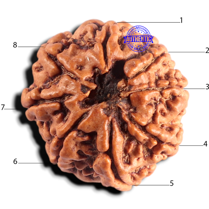 8 Mukhi Nepalese Rudraksha - Bead No. 482