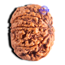 Load image into Gallery viewer, 8 Mukhi Nepalese Rudraksha - Bead No. 482
