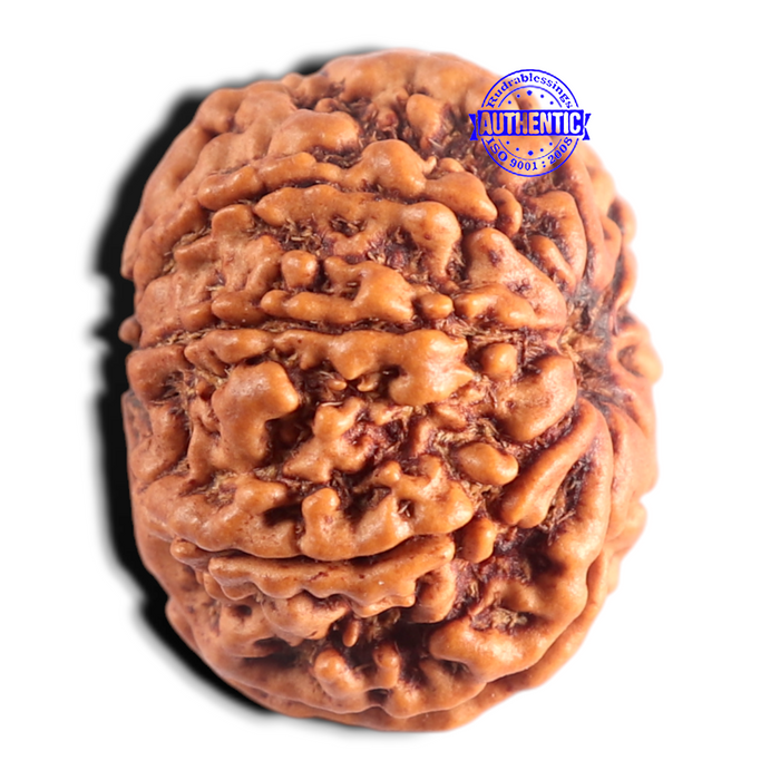 8 Mukhi Nepalese Rudraksha - Bead No. 482