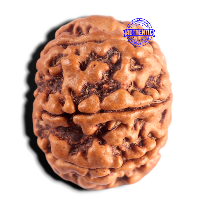 8 Mukhi Nepalese Rudraksha - Bead No. 482