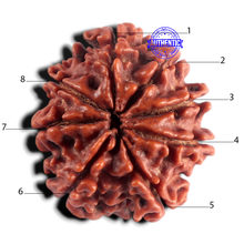 Load image into Gallery viewer, 8 Mukhi Nepalese Rudraksha - Bead No. 483

