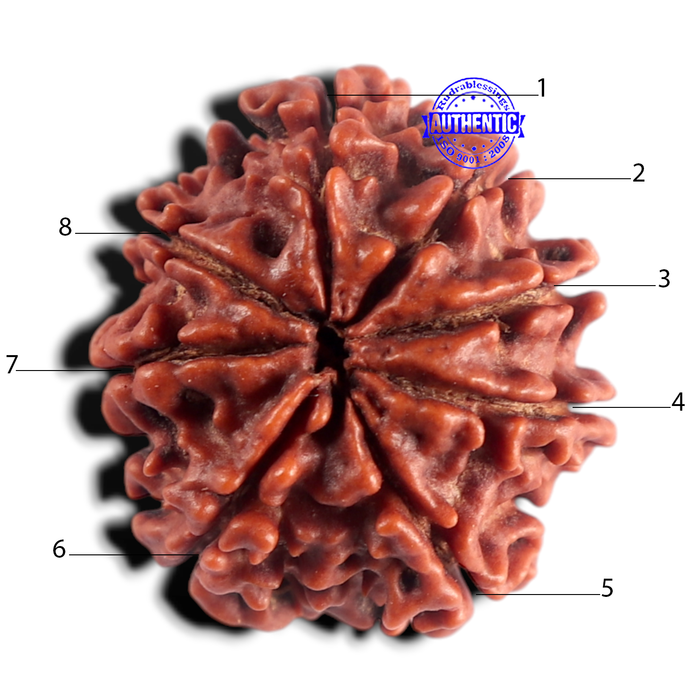 8 Mukhi Nepalese Rudraksha - Bead No. 483