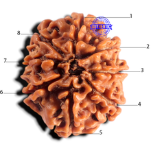 Load image into Gallery viewer, 8 Mukhi Nepalese Rudraksha - Bead No. 484
