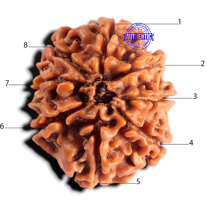 8 Mukhi Nepalese Rudraksha - Bead No. 484