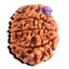 Load image into Gallery viewer, 8 Mukhi Nepalese Rudraksha - Bead No. 484
