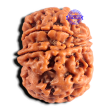 Load image into Gallery viewer, 8 Mukhi Nepalese Rudraksha - Bead No.485
