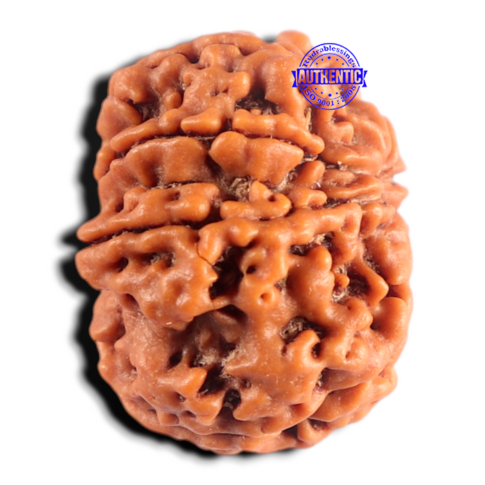 8 Mukhi Nepalese Rudraksha - Bead No.485
