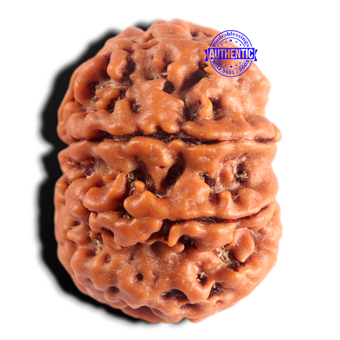 8 Mukhi Nepalese Rudraksha - Bead No.485