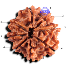 Load image into Gallery viewer, 8 Mukhi Nepalese Rudraksha - Bead No. 486
