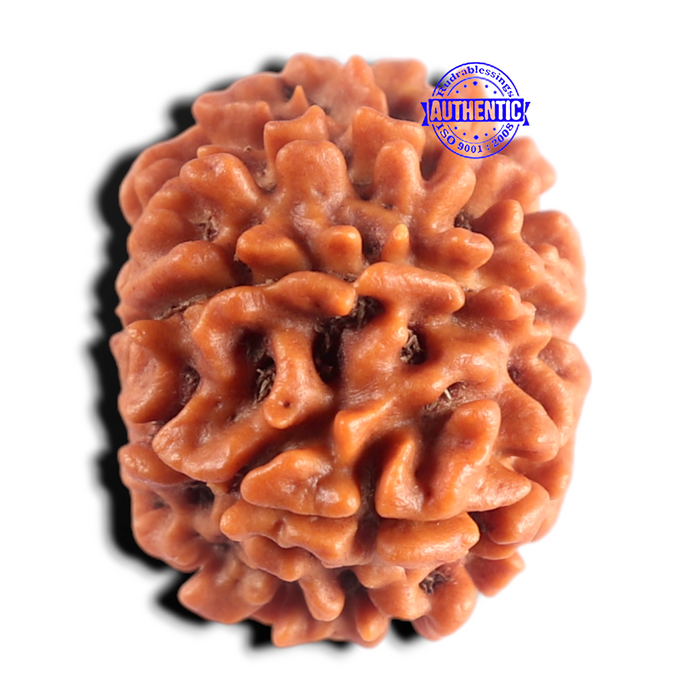 8 Mukhi Nepalese Rudraksha - Bead No. 486