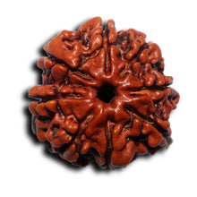 Load image into Gallery viewer, 8 Mukhi Nepalese Rudraksha - Bead No. 438
