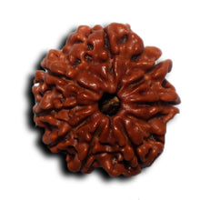 Load image into Gallery viewer, 8 Mukhi Nepalese Rudraksha - Bead No. 440
