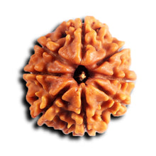 Load image into Gallery viewer, 8 Mukhi Nepalese Rudraksha - Bead No. 441
