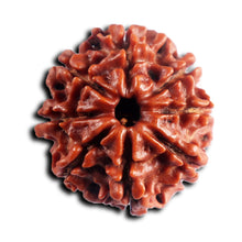 Load image into Gallery viewer, 8 Mukhi Nepalese Rudraksha - Bead No. 443
