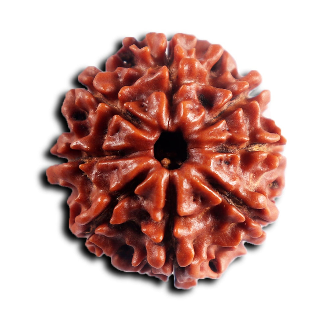 8 Mukhi Nepalese Rudraksha - Bead No. 443