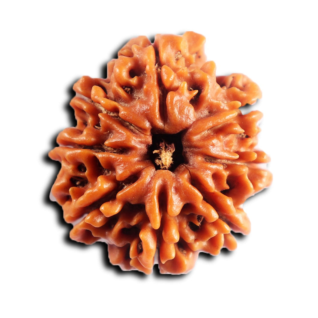 8 Mukhi Nepalese Rudraksha - Bead No. 444