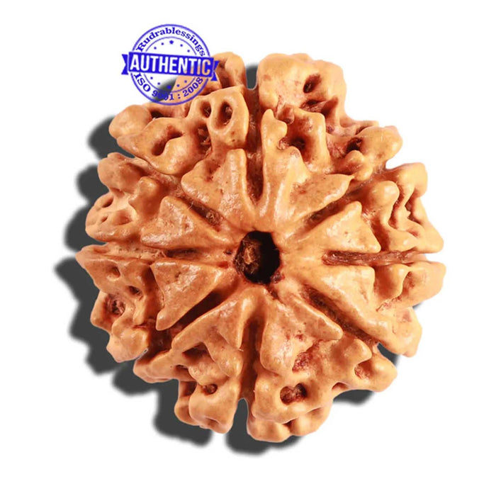 8 Mukhi Nepalese Rudraksha - Bead No. 163