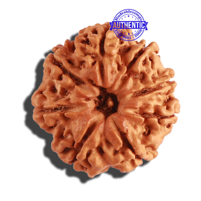 8 Mukhi Nepalese Rudraksha - Bead No. 208