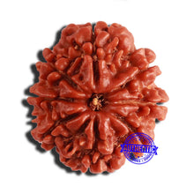 Load image into Gallery viewer, 8 Mukhi Nepalese Rudraksha - Bead No. 317
