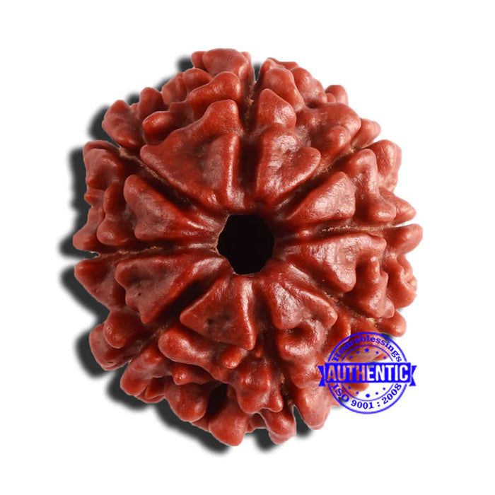 8 Mukhi Nepalese Rudraksha - Bead No. 323