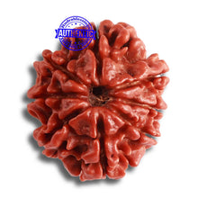Load image into Gallery viewer, 8 Mukhi Nepalese Rudraksha - Bead No. 329

