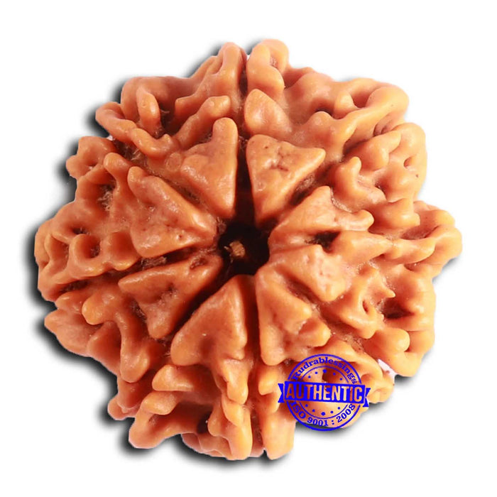 8 Mukhi Nepalese Rudraksha - Bead No. 388