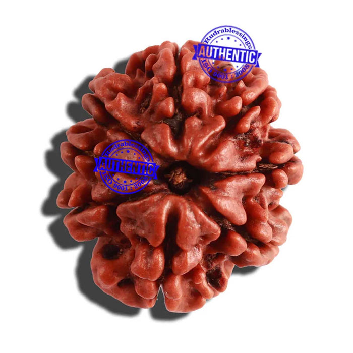 8 Mukhi Nepalese Rudraksha - Bead No. 62