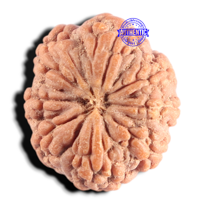 8 Mukhi Rudraksha from Indonesia - Bead No. 8