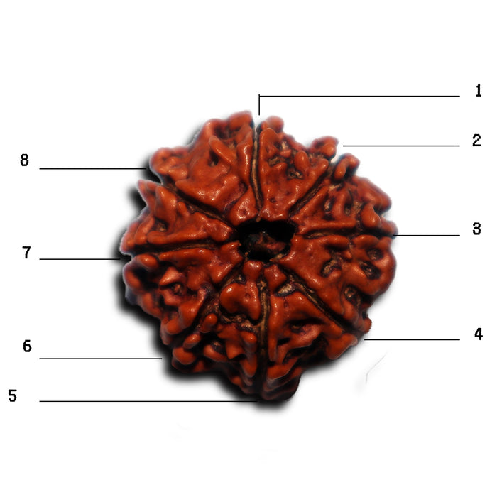8 Mukhi Nepalese Rudraksha - Bead No. 438
