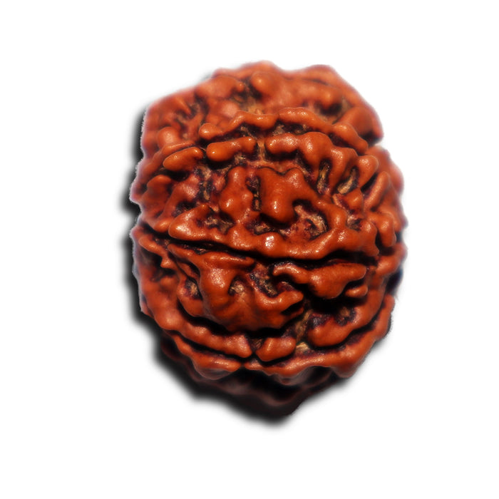 8 Mukhi Nepalese Rudraksha - Bead No. 438