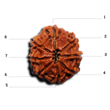 Load image into Gallery viewer, 8 Mukhi Nepalese Rudraksha - Bead No. 439
