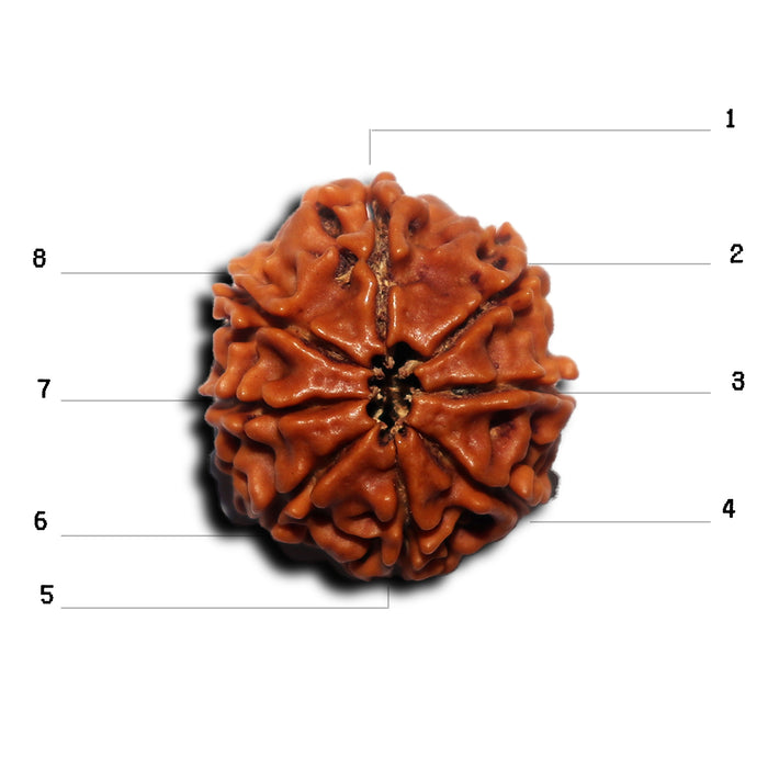 8 Mukhi Nepalese Rudraksha - Bead No. 439