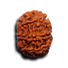 Load image into Gallery viewer, 8 Mukhi Nepalese Rudraksha - Bead No. 439
