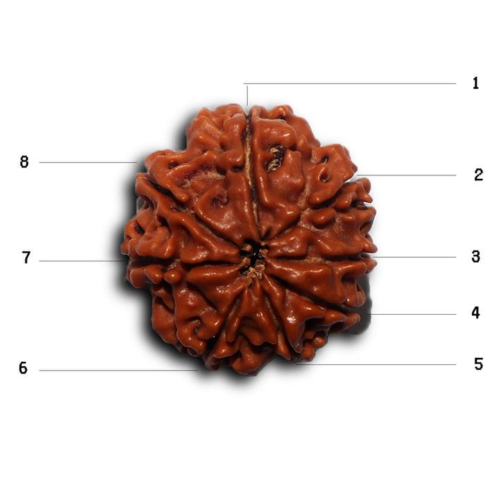 8 Mukhi Nepalese Rudraksha - Bead No. 440