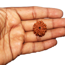Load image into Gallery viewer, 8 Mukhi Nepalese Rudraksha - Bead No. 440
