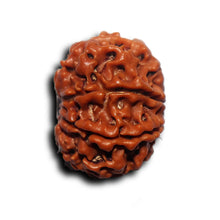 Load image into Gallery viewer, 8 Mukhi Nepalese Rudraksha - Bead No. 440

