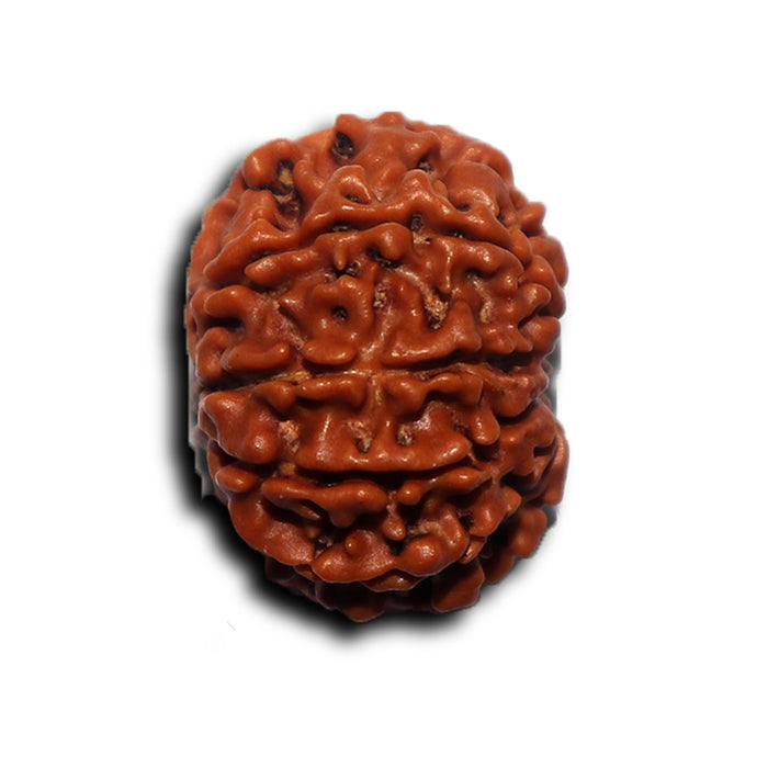8 Mukhi Nepalese Rudraksha - Bead No. 440