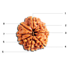 Load image into Gallery viewer, 8 Mukhi Nepalese Rudraksha - Bead No. 441
