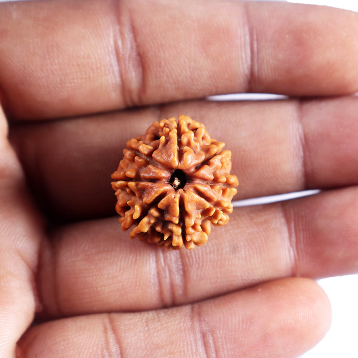 8 Mukhi Nepalese Rudraksha - Bead No. 441
