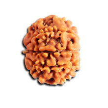 Load image into Gallery viewer, 8 Mukhi Nepalese Rudraksha - Bead No. 441
