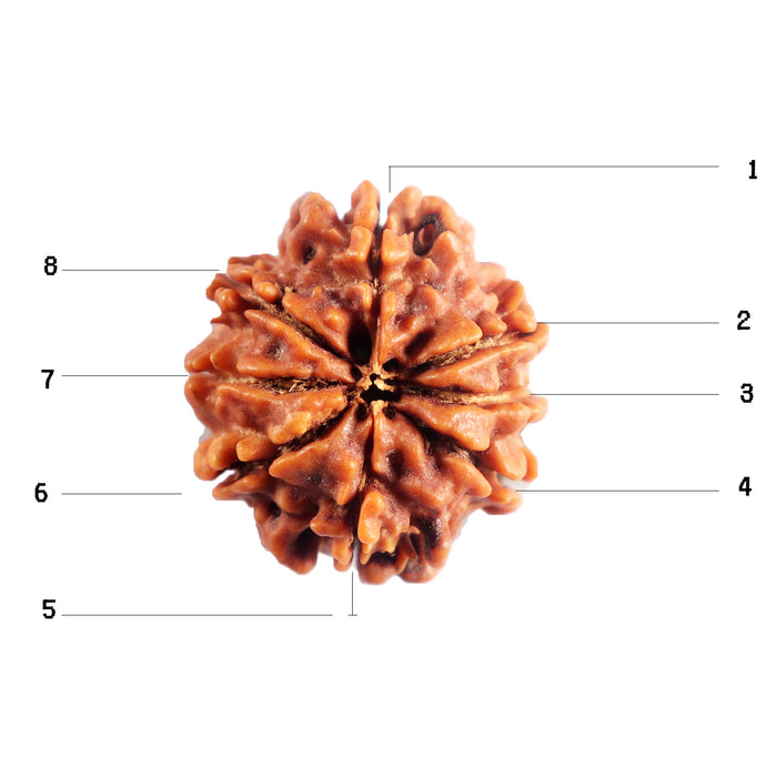 8 Mukhi Nepalese Rudraksha - Bead No. 442